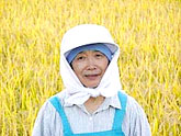 太陽米つがるロマンの生産者、佐藤とせさんの田んぼで稲刈り体験です。