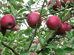 竹嶋有機農園のりんご